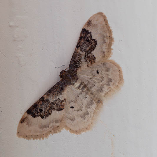 Idaea rustica (Least Carpet).jpg